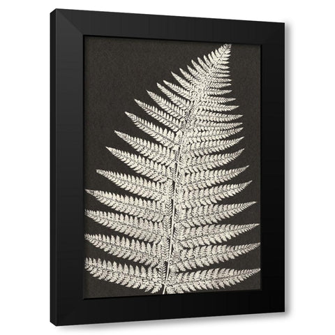Vintage Ferns VII Black Modern Wood Framed Art Print by JJ Design