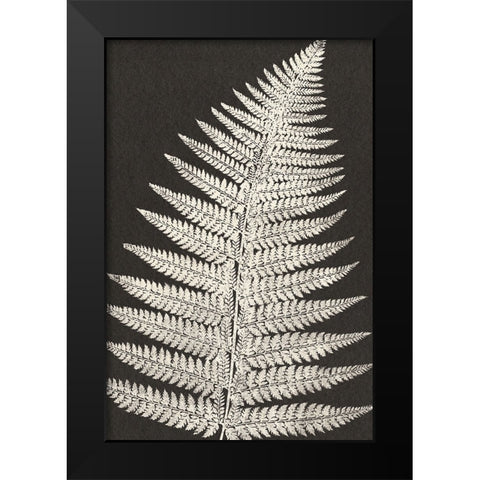 Vintage Ferns VII Black Modern Wood Framed Art Print by JJ Design