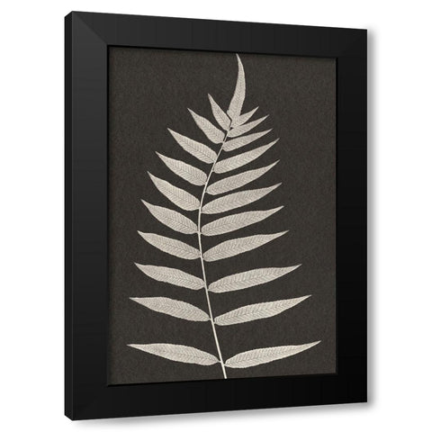 Vintage Ferns VIII Black Modern Wood Framed Art Print with Double Matting by JJ Design