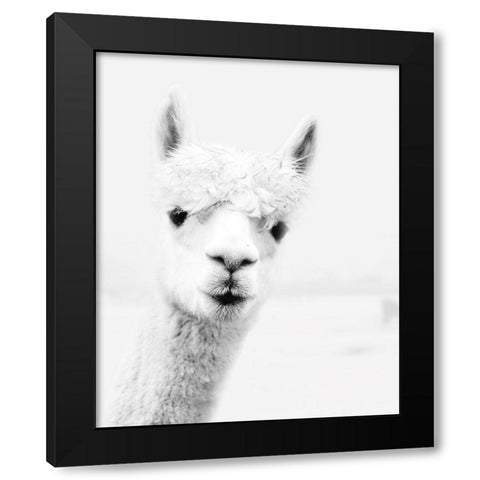 Llama Black Modern Wood Framed Art Print with Double Matting by Pugh, Jennifer