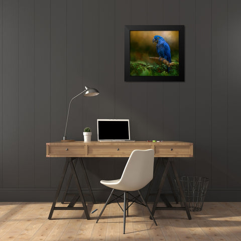 Paradise Perch Black Modern Wood Framed Art Print by Parker, Kelley