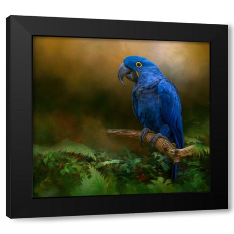 Paradise Perch Black Modern Wood Framed Art Print with Double Matting by Parker, Kelley