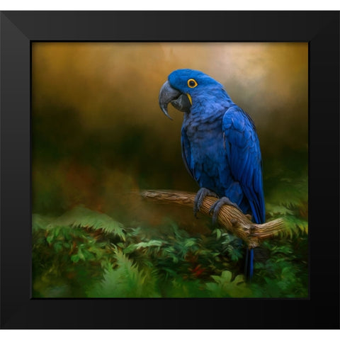Paradise Perch Black Modern Wood Framed Art Print by Parker, Kelley