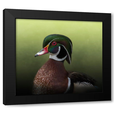 A Duck of Many Colors Black Modern Wood Framed Art Print by Parker, Kelley