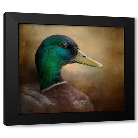 Magnificent Mallard Black Modern Wood Framed Art Print with Double Matting by Parker, Kelley