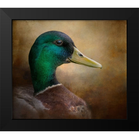 Magnificent Mallard Black Modern Wood Framed Art Print by Parker, Kelley