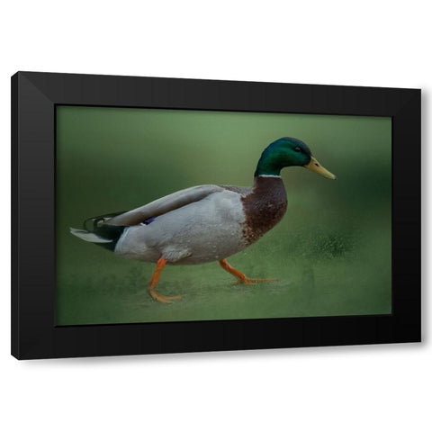 If It Walks Like a Duck Black Modern Wood Framed Art Print by Parker, Kelley