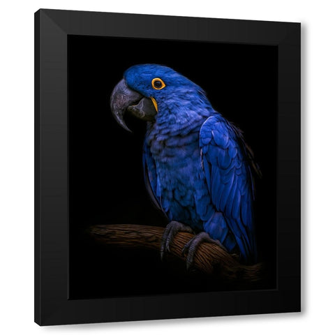 Enchanting   Black Modern Wood Framed Art Print by Parker, Kelley