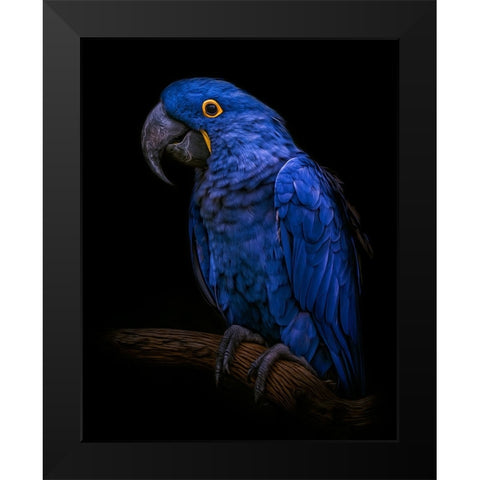 Enchanting   Black Modern Wood Framed Art Print by Parker, Kelley