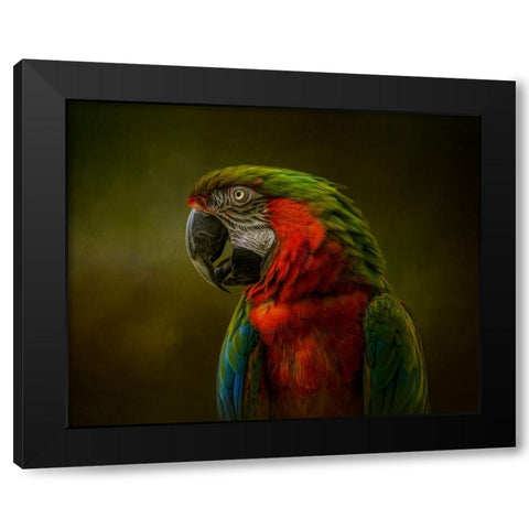 Harlequin Beauty Black Modern Wood Framed Art Print by Parker, Kelley