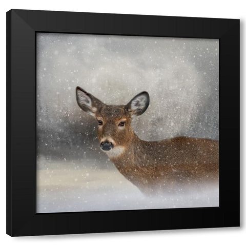 Snow Bound Black Modern Wood Framed Art Print with Double Matting by Parker, Kelley