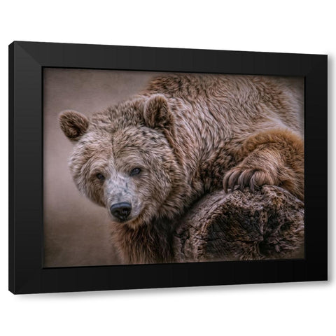 Glorious Grizzly Black Modern Wood Framed Art Print with Double Matting by Parker, Kelley