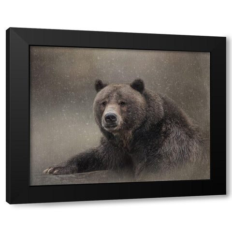 Snow Bear Black Modern Wood Framed Art Print with Double Matting by Parker, Kelley