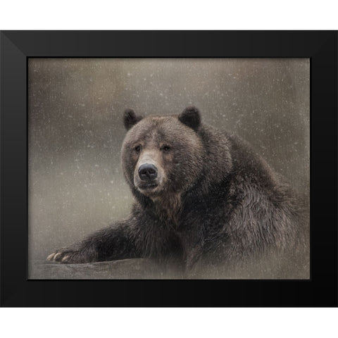 Snow Bear Black Modern Wood Framed Art Print by Parker, Kelley