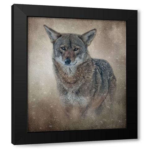 In the Veil of Winter Black Modern Wood Framed Art Print by Parker, Kelley