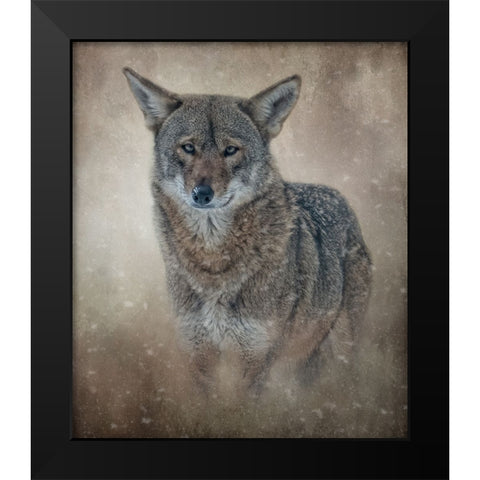 In the Veil of Winter Black Modern Wood Framed Art Print by Parker, Kelley