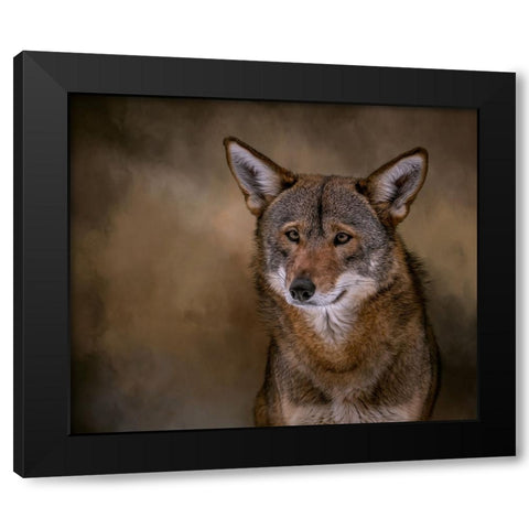 Red Bandit Black Modern Wood Framed Art Print by Parker, Kelley