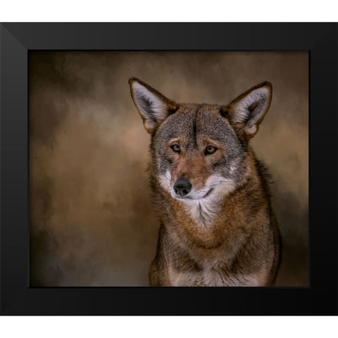 Red Bandit Black Modern Wood Framed Art Print by Parker, Kelley