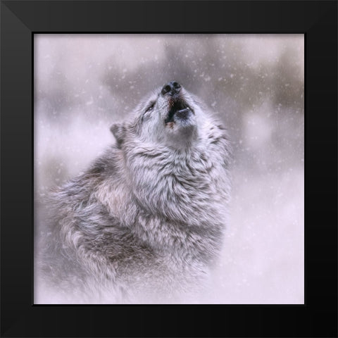 First Call of Winter Black Modern Wood Framed Art Print by Parker, Kelley