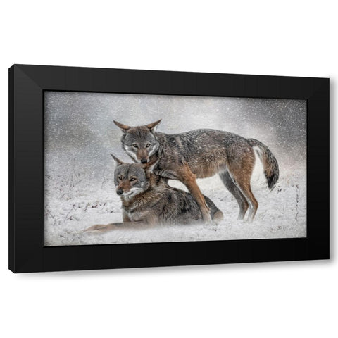 Shelter from the Storm Black Modern Wood Framed Art Print with Double Matting by Parker, Kelley