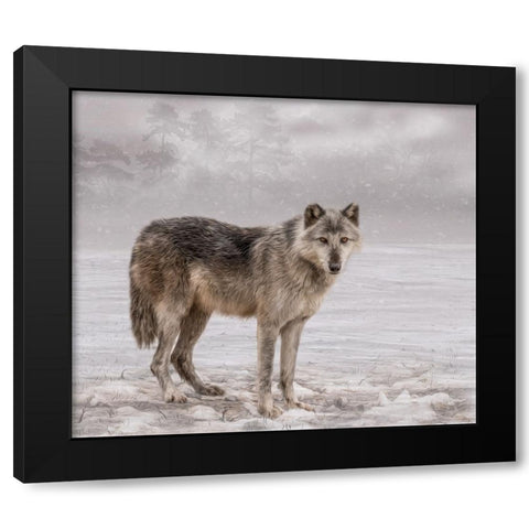 The Wolf of Winter Black Modern Wood Framed Art Print with Double Matting by Parker, Kelley