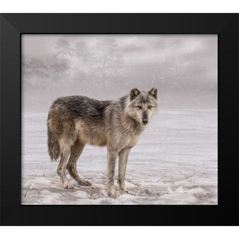 The Wolf of Winter Black Modern Wood Framed Art Print by Parker, Kelley