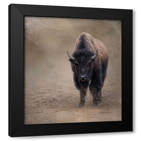 Miss Shaggy Black Modern Wood Framed Art Print with Double Matting by Parker, Kelley