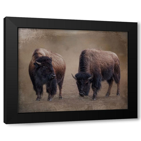 Bison Buddies Black Modern Wood Framed Art Print with Double Matting by Parker, Kelley