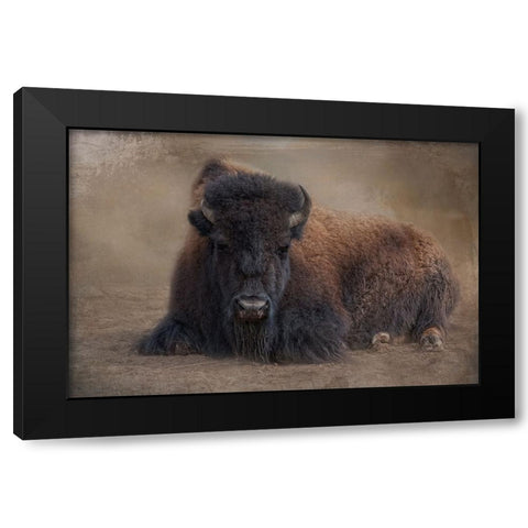 Bison at Rest Black Modern Wood Framed Art Print by Parker, Kelley