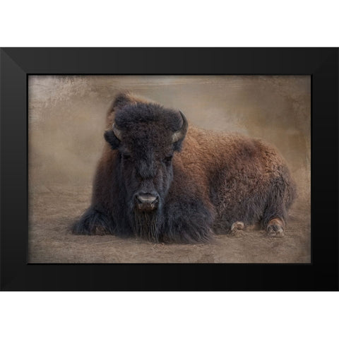 Bison at Rest Black Modern Wood Framed Art Print by Parker, Kelley