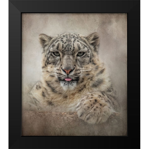 Snow cat Black Modern Wood Framed Art Print by Parker, Kelley
