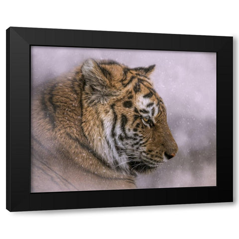Snow Tiger Black Modern Wood Framed Art Print with Double Matting by Parker, Kelley