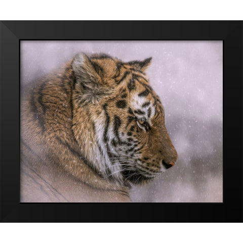 Snow Tiger Black Modern Wood Framed Art Print by Parker, Kelley