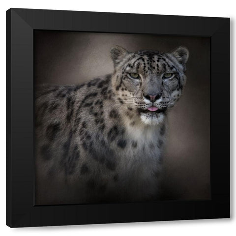 Himalayan Queen Black Modern Wood Framed Art Print with Double Matting by Parker, Kelley