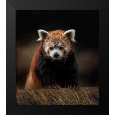 The Explorer Black Modern Wood Framed Art Print by Parker, Kelley