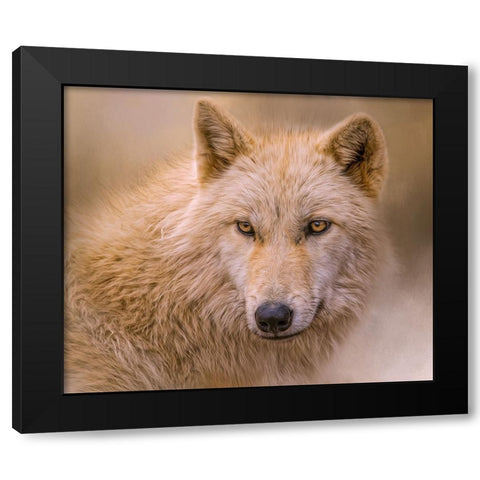 Clever Eyes Black Modern Wood Framed Art Print by Parker, Kelley