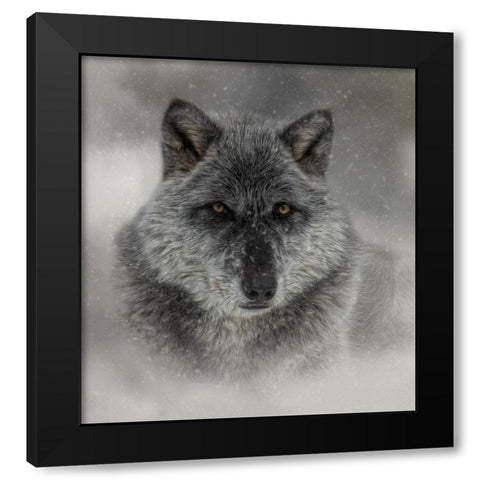 Winter Wolf Black Modern Wood Framed Art Print with Double Matting by Parker, Kelley