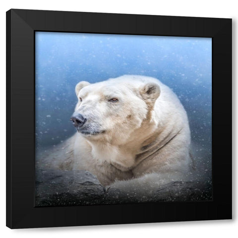 Snow King Black Modern Wood Framed Art Print by Parker, Kelley