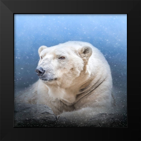 Snow King Black Modern Wood Framed Art Print by Parker, Kelley