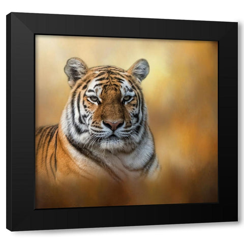 Tiger Queen Black Modern Wood Framed Art Print by Parker, Kelley