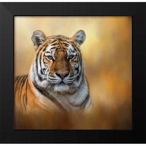 Tiger Queen Black Modern Wood Framed Art Print by Parker, Kelley