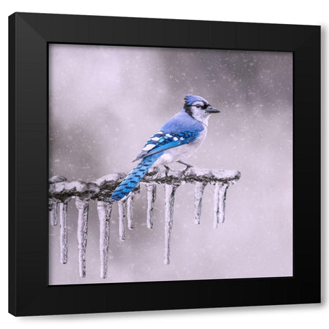 Cold Feet Black Modern Wood Framed Art Print by Parker, Kelley