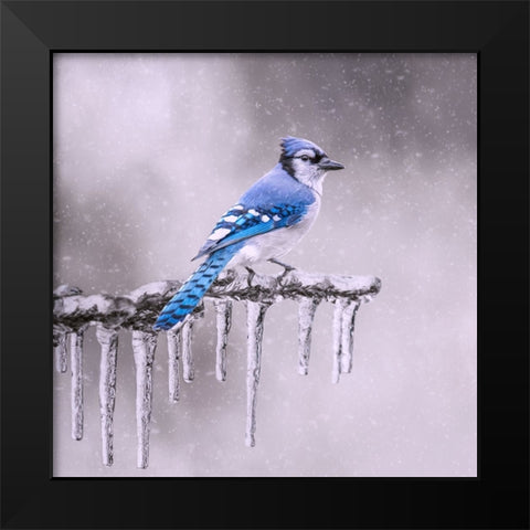 Cold Feet Black Modern Wood Framed Art Print by Parker, Kelley