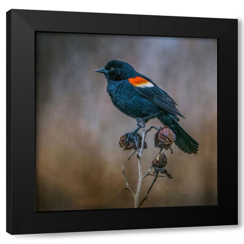 Bringer of Spring Black Modern Wood Framed Art Print by Parker, Kelley