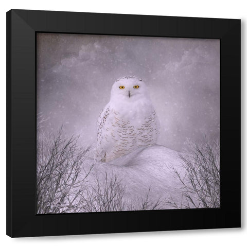 Winter Wonderland Black Modern Wood Framed Art Print by Parker, Kelley