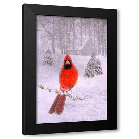 Cardinal Peace Black Modern Wood Framed Art Print by Parker, Kelley