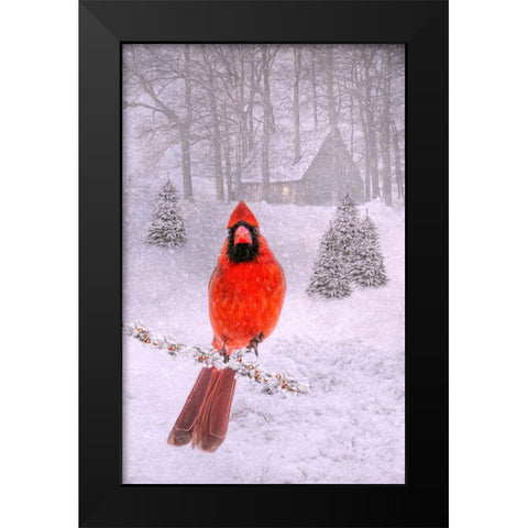 Cardinal Peace Black Modern Wood Framed Art Print by Parker, Kelley