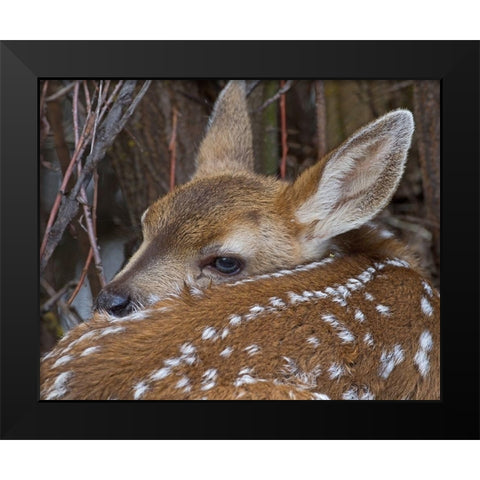 Mule Deer Fawn Black Modern Wood Framed Art Print by McFerrin, Larry
