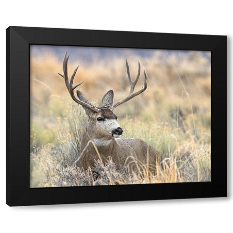 Mule Deer Buck Black Modern Wood Framed Art Print with Double Matting by McFerrin, Larry