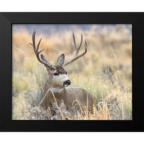 Mule Deer Buck Black Modern Wood Framed Art Print by McFerrin, Larry